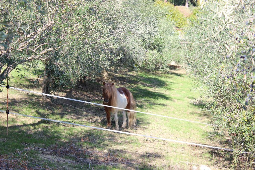 Casale Delle Rose B&B Fattoria Montepagano Экстерьер фото